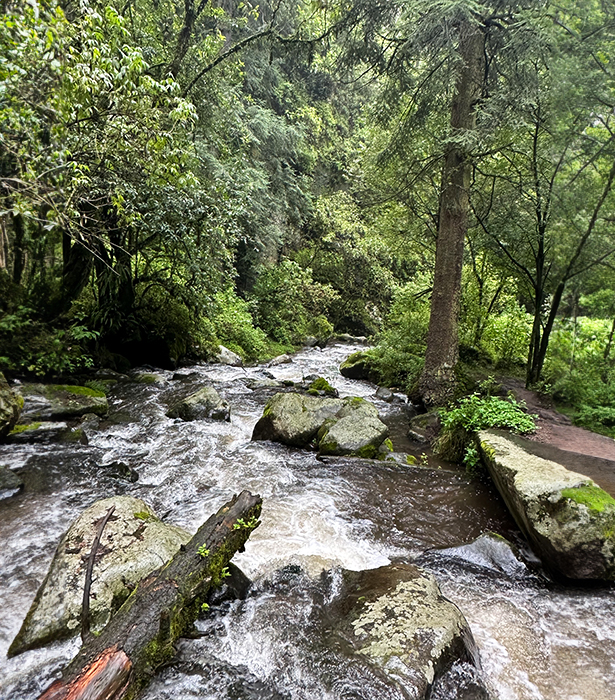 ¿Sabías que la CDMX tiene una joya verde? ¡Conoce el parque nacional Los Dinamos!