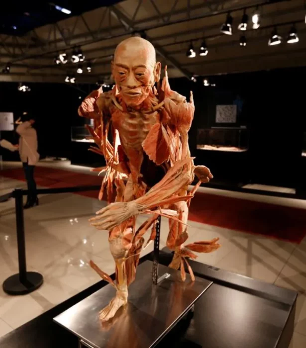 Descubre los Misterios del Cuerpo Humano en la Fascinante Exhibición “Our Body” en CDMX