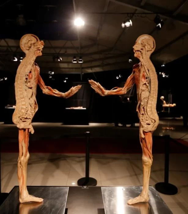 Descubre los Misterios del Cuerpo Humano en la Fascinante Exhibición “Our Body” en CDMX