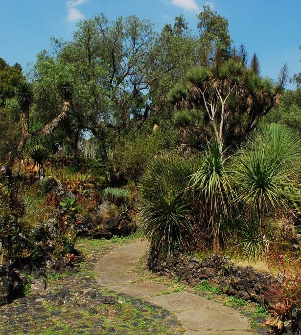 Descubre el Jardín botánico de la UNAM