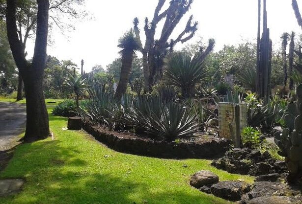 Descubre el Jardín botánico de la UNAM