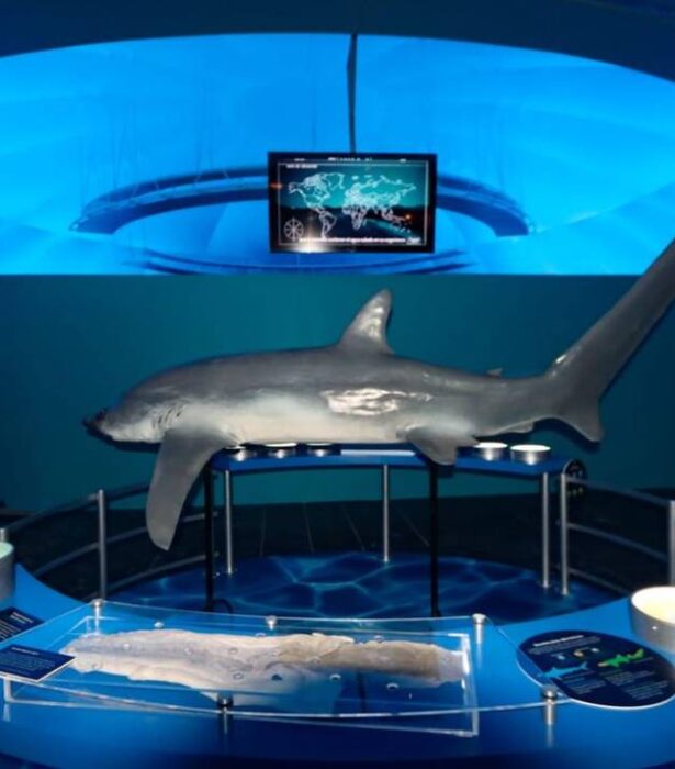 ¡Tiburones en México! Descubre la Fascinante Exposición en el Museo de Historia Natural