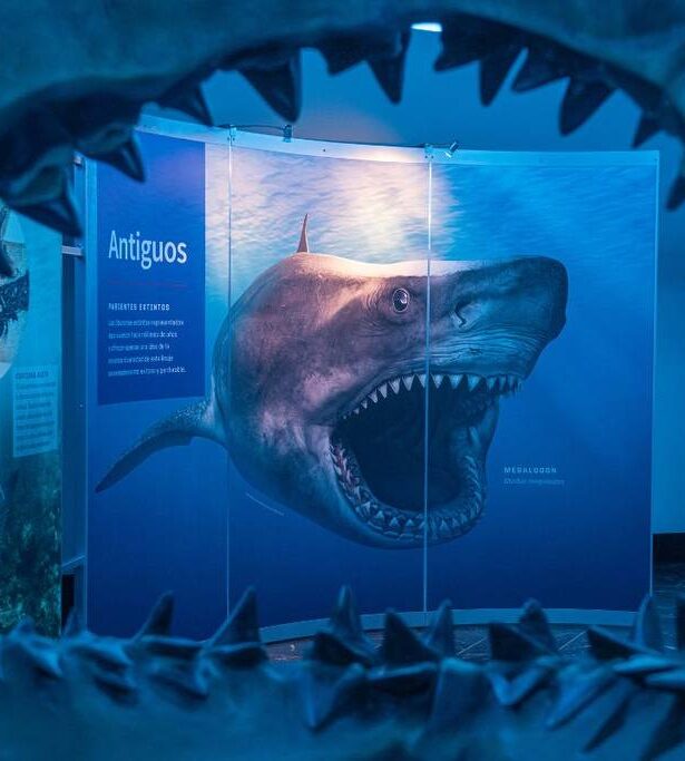 ¡Tiburones en México! Descubre la Fascinante Exposición en el Museo de Historia Natural